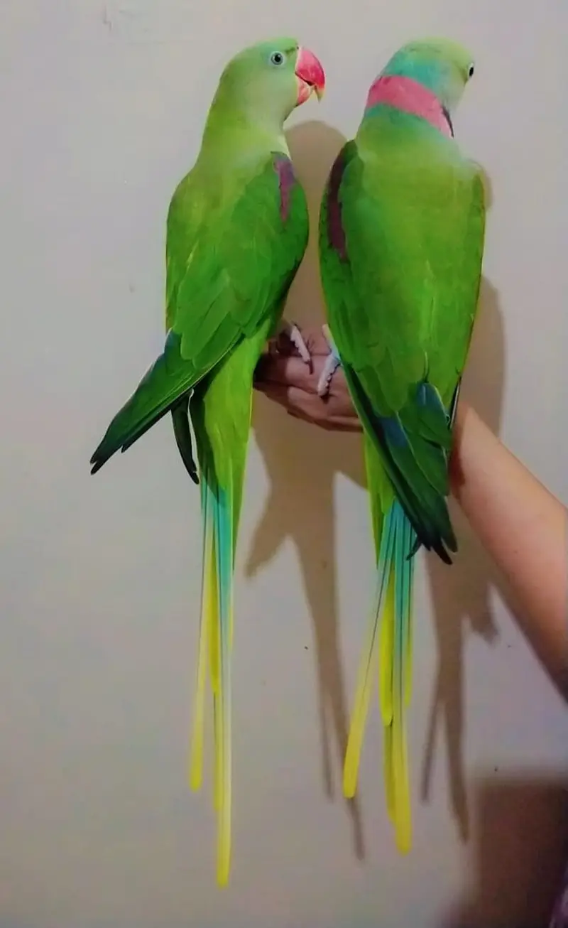 raw parrot — photo 2