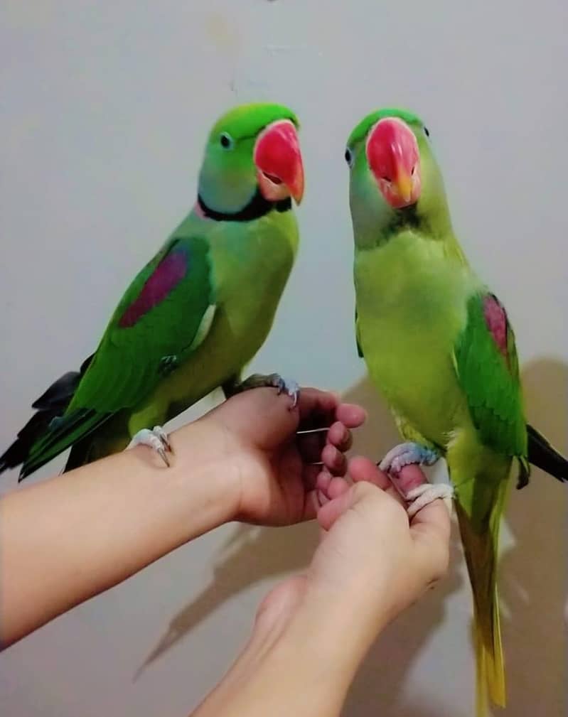 raw parrot 2