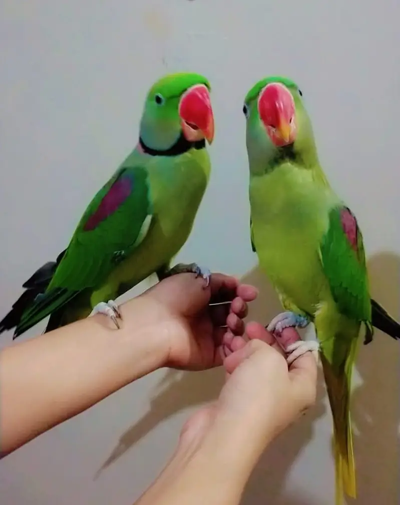 raw parrot — photo 3