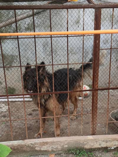 German Shepherd long coat