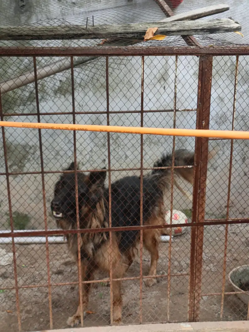 German Shepherd long coat — photo 2