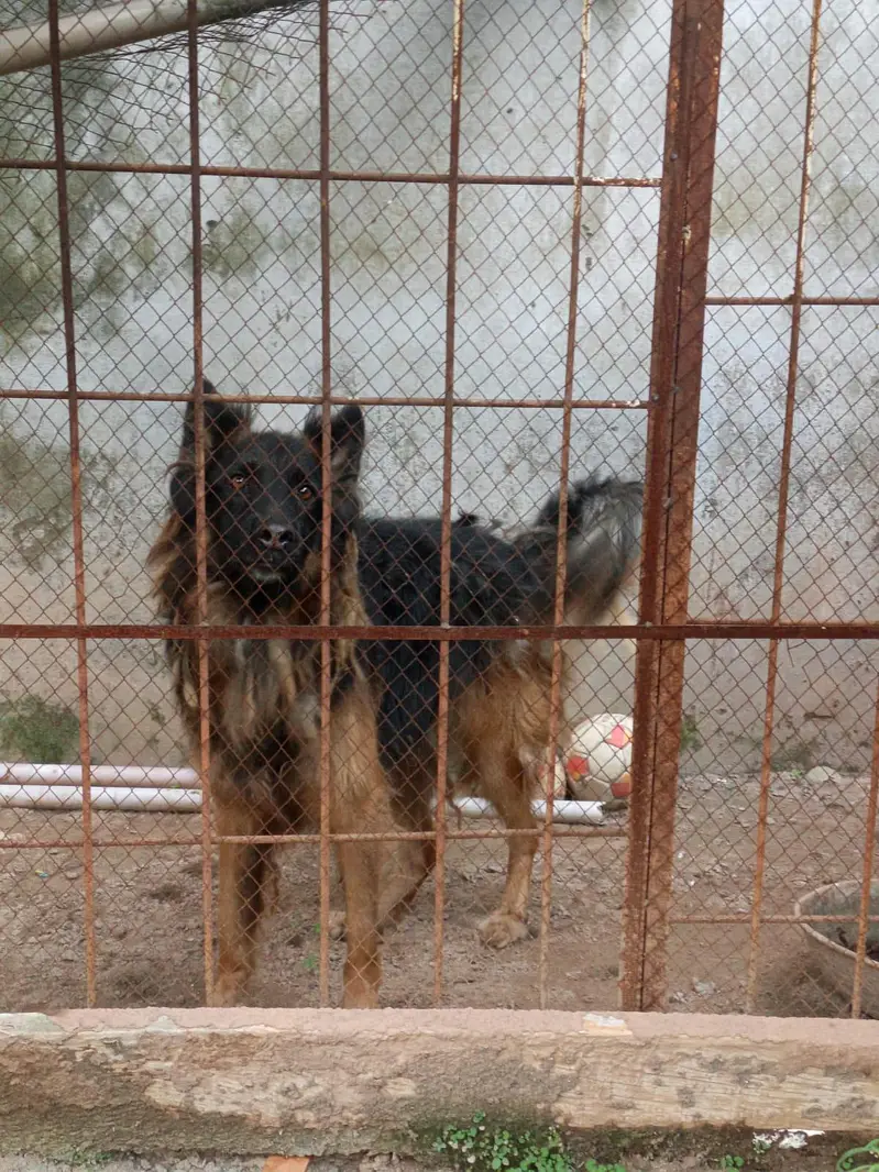German Shepherd long coat — photo 3