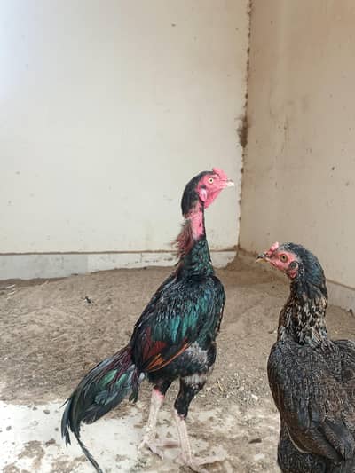 LASANI ASEEL BREED