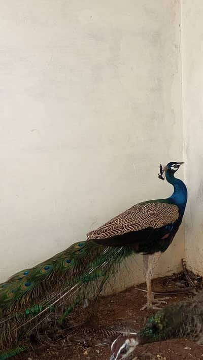 Healthy peacock pair available for sale