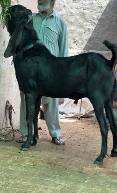 Amratsari beetal breeder bakra