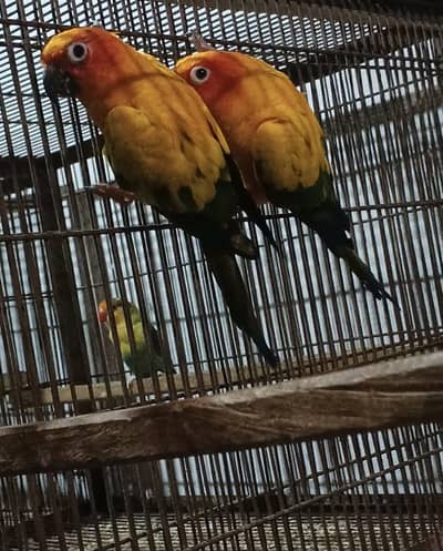 Sun Conure Breeder Pair | Conure parrots _ birds pair