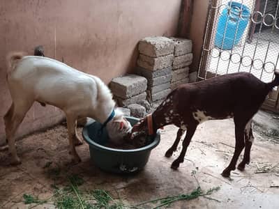 teddy pair and 1 female Extar total 3 hai