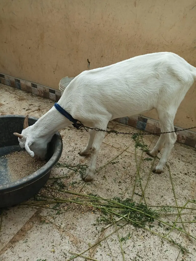teddy pair and 1 female Extar total 3 hai — photo 2