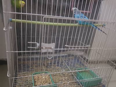 Australian Parrots (Male & Female) with Cage
