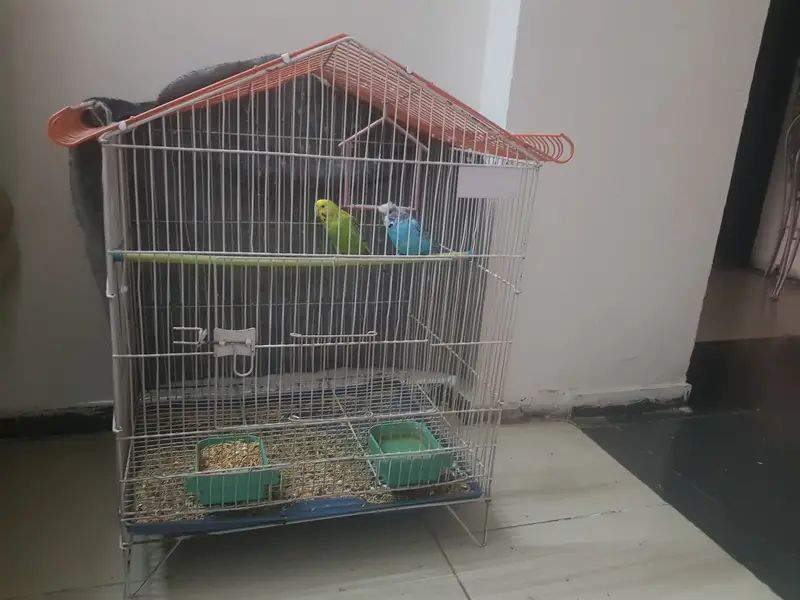 Australian Parrots (Male & Female) with Cage — photo 2