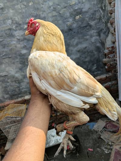 pure aseel murga mianwali fiftet