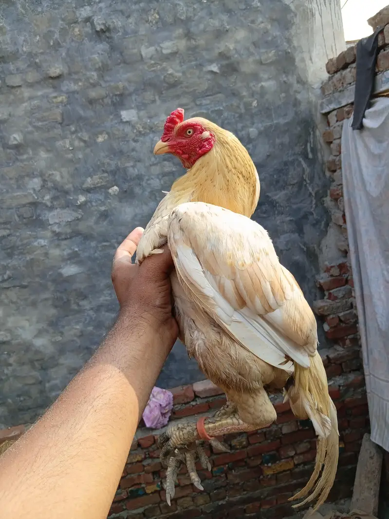 pure aseel murga mianwali fiftet — photo 2