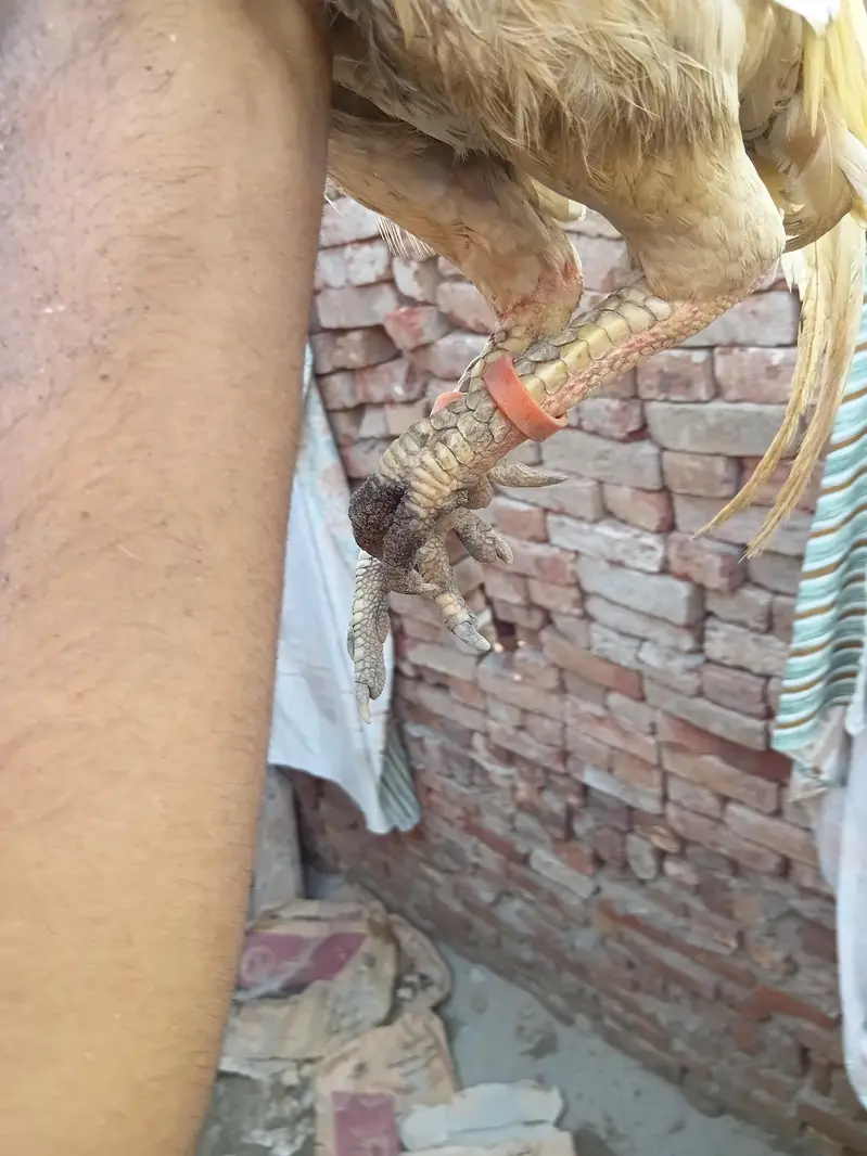 pure aseel murga mianwali fiftet — photo 3