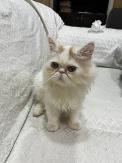 Persian kittens pure blood line white and fawn