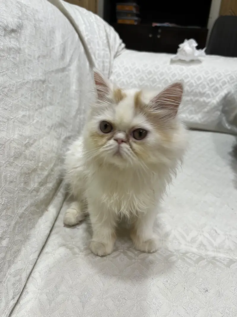 Persian British punch face piki face kitten cat for sale