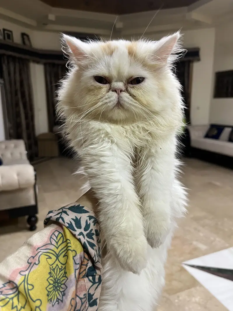 Persian British punch face piki face kitten cat for sale — photo 2