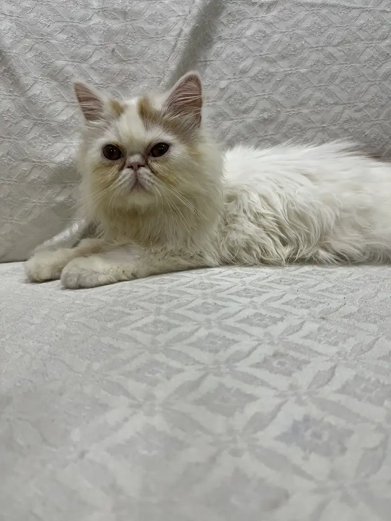 Persian British punch face piki face kitten cat for sale — photo 3
