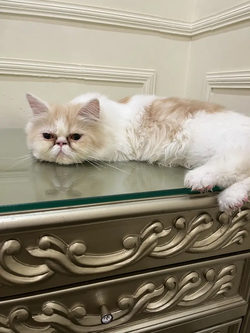 Persian British punch face piki face kitten cat for sale — photo 4