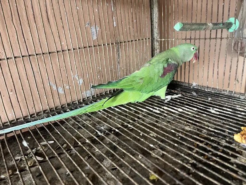 Beautiful Green Parrot For Sale | Healthy & Active | Long Tail