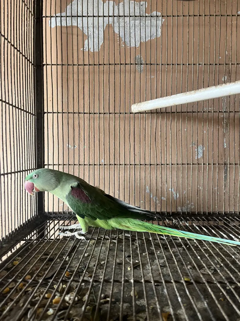 Beautiful Green Parrot For Sale | Healthy & Active | Long Tail — photo 2