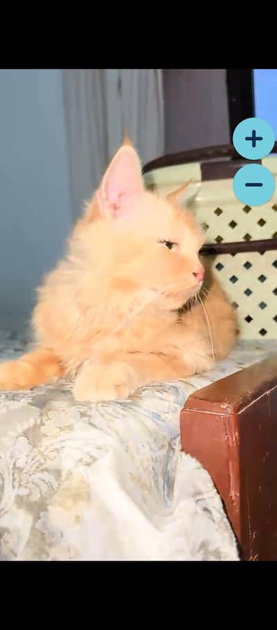 pure percian triple coded female cat with vaccine card