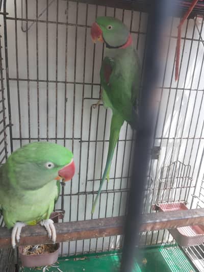 Raw Parrot Pair | Talking Female | Face-to-Face