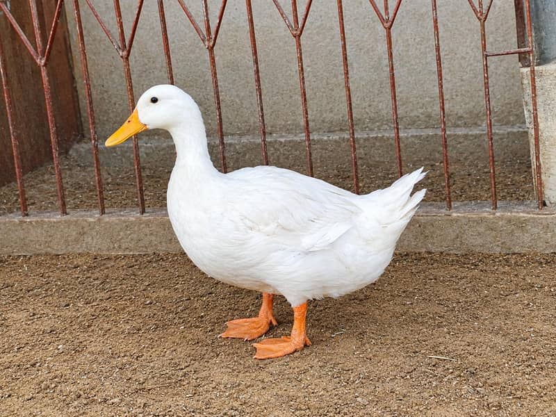Ducks 1