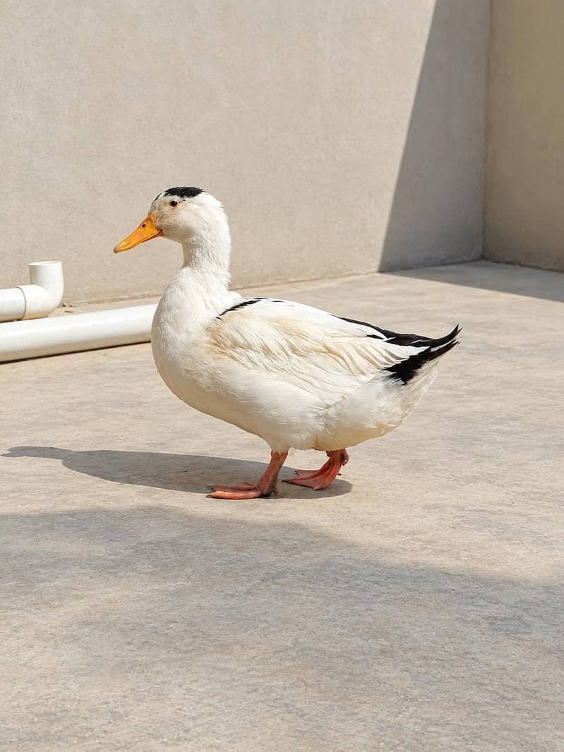 Ducks 3