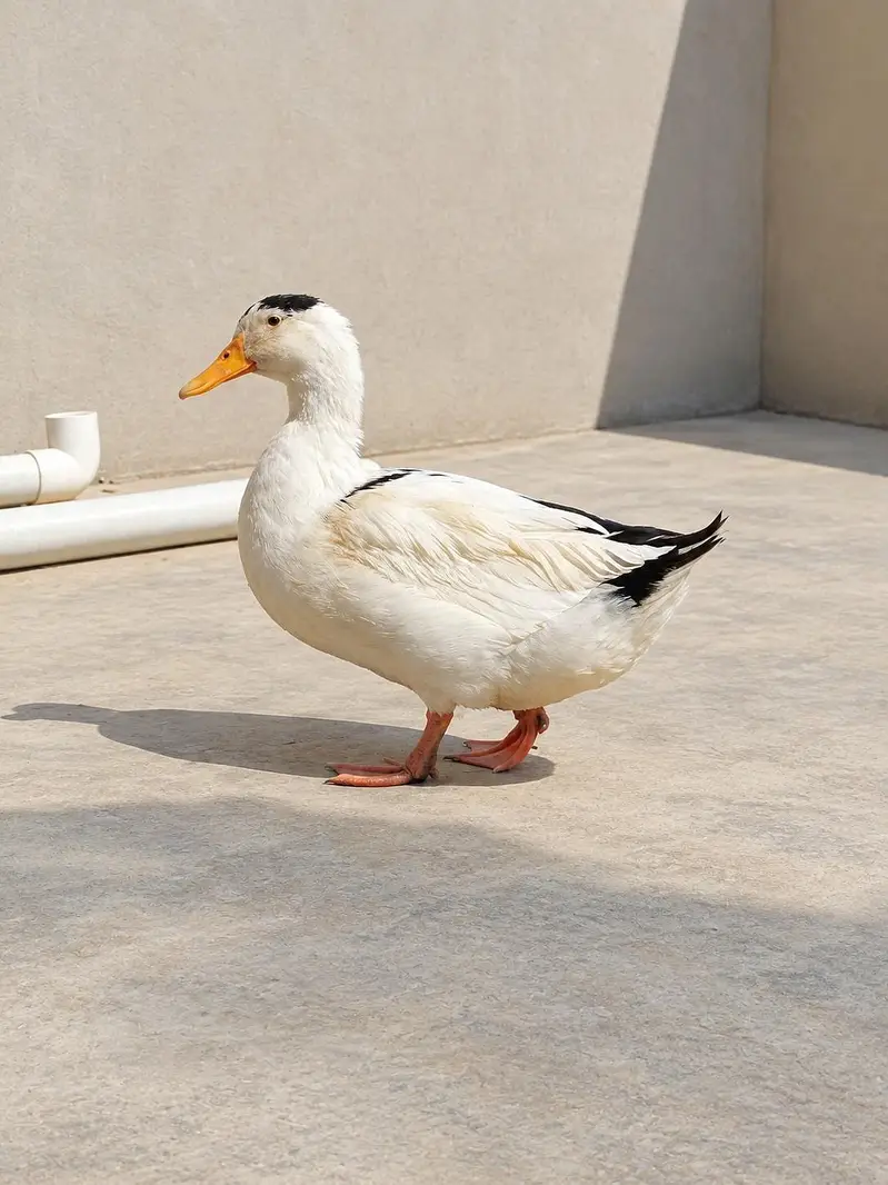 Beautiful & Health Ducks — photo 4