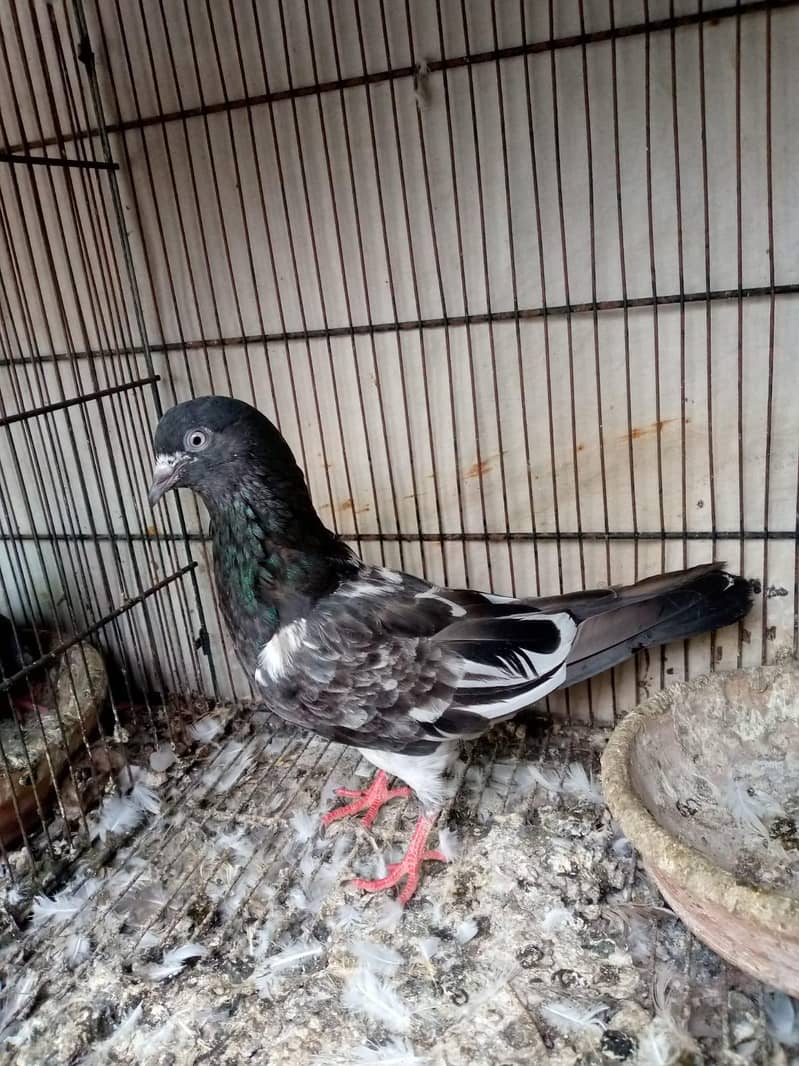 breeder pair 0
