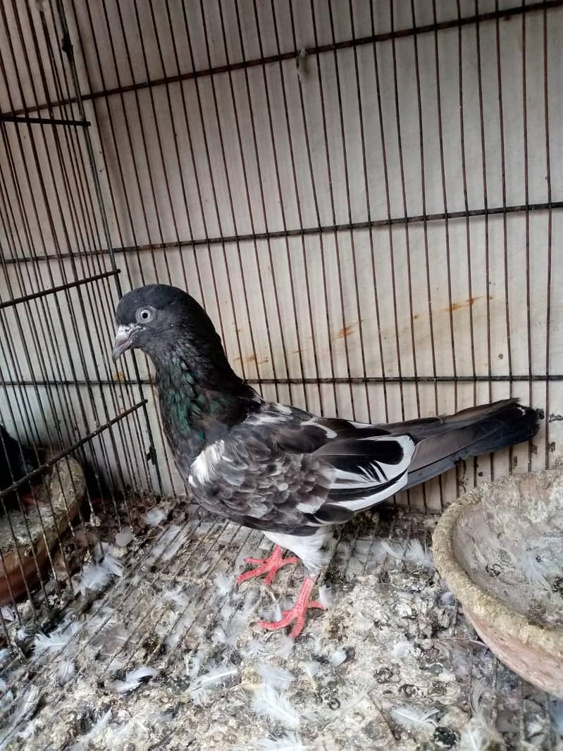 breeder pair 1