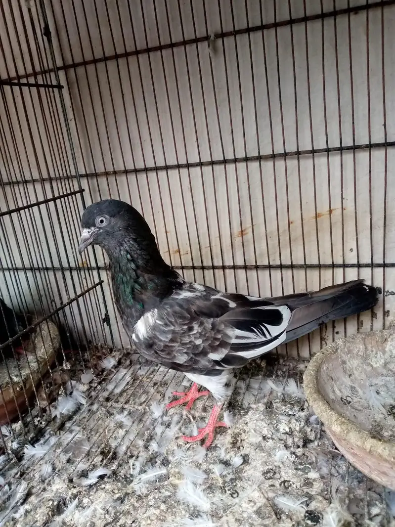 breeder pair — photo 2