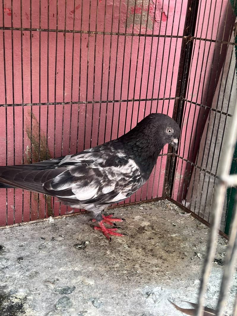 breeder pair 2