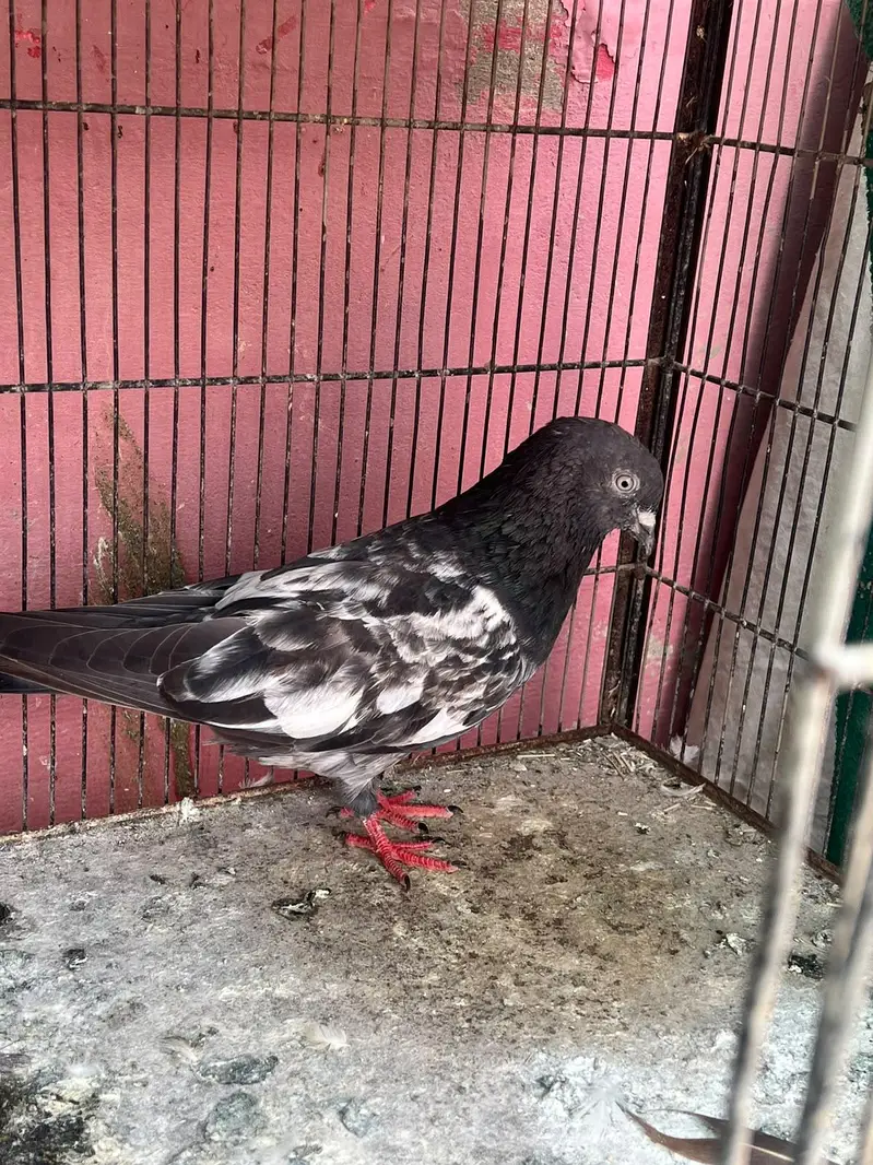 breeder pair — photo 3