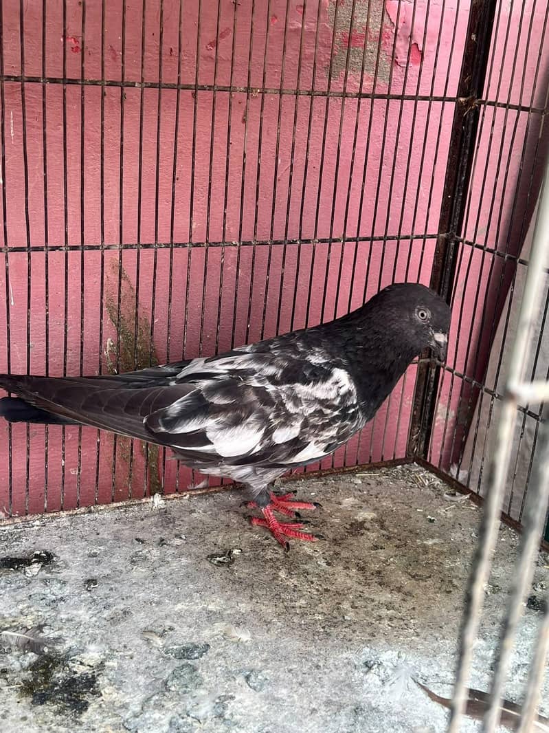 breeder pair 3