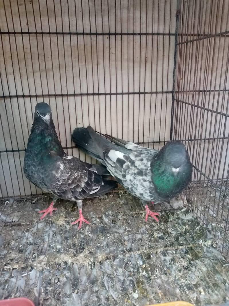breeder pair 4
