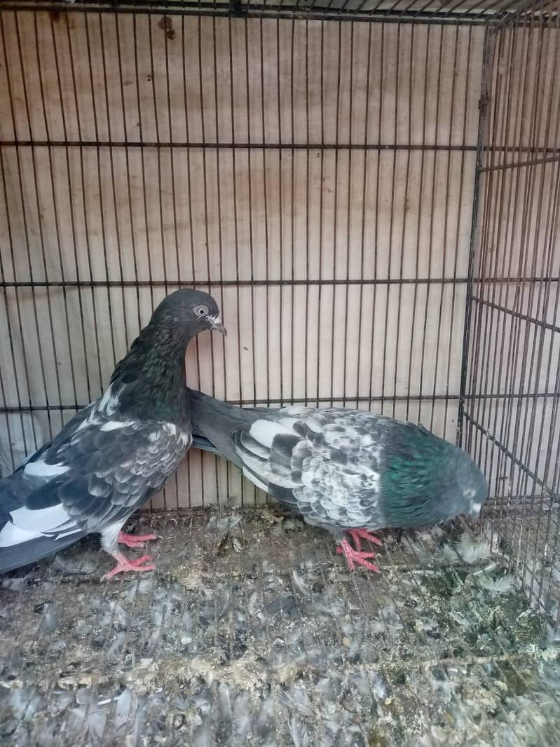 breeder pair 5