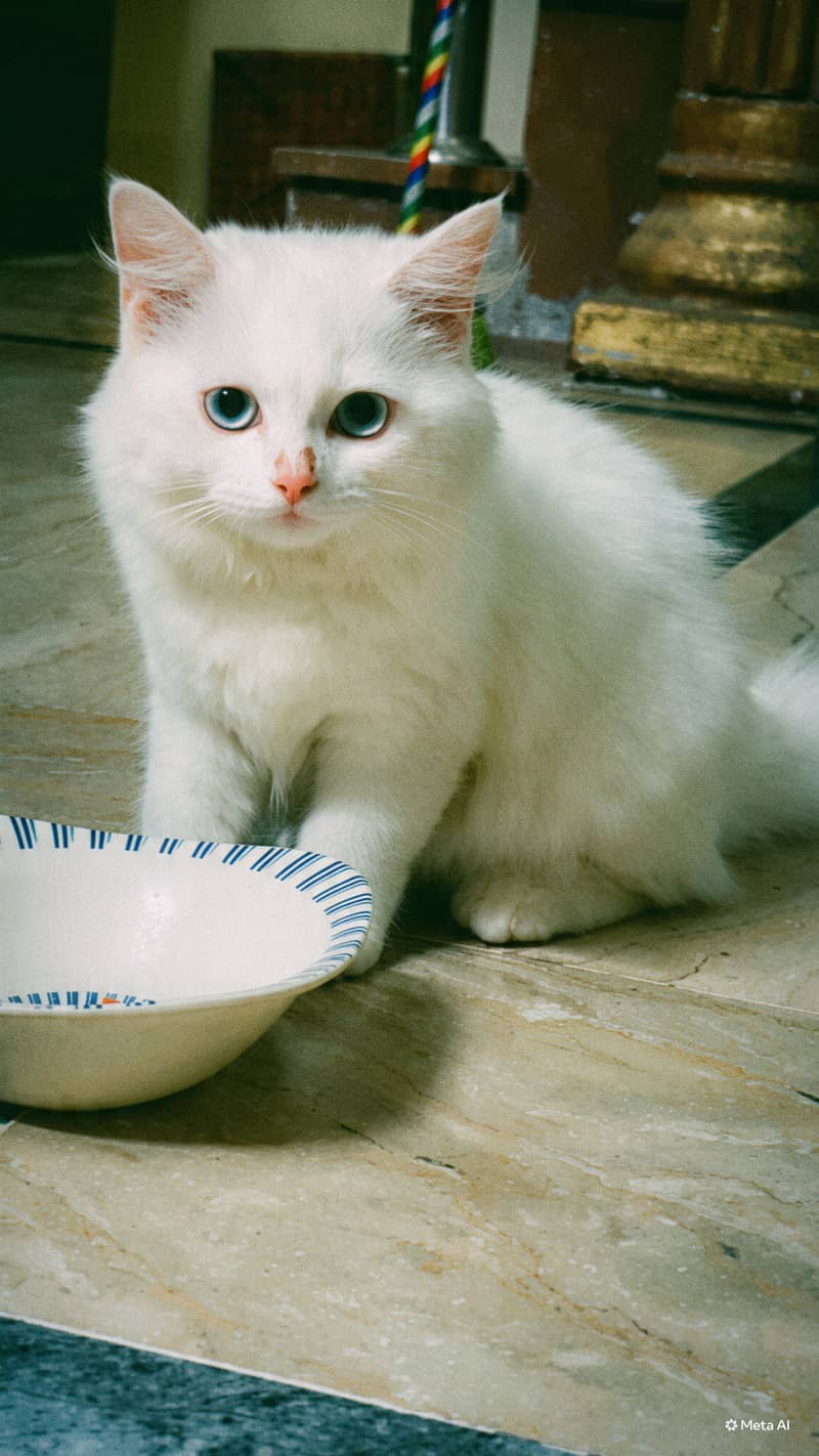 Cat pair 1