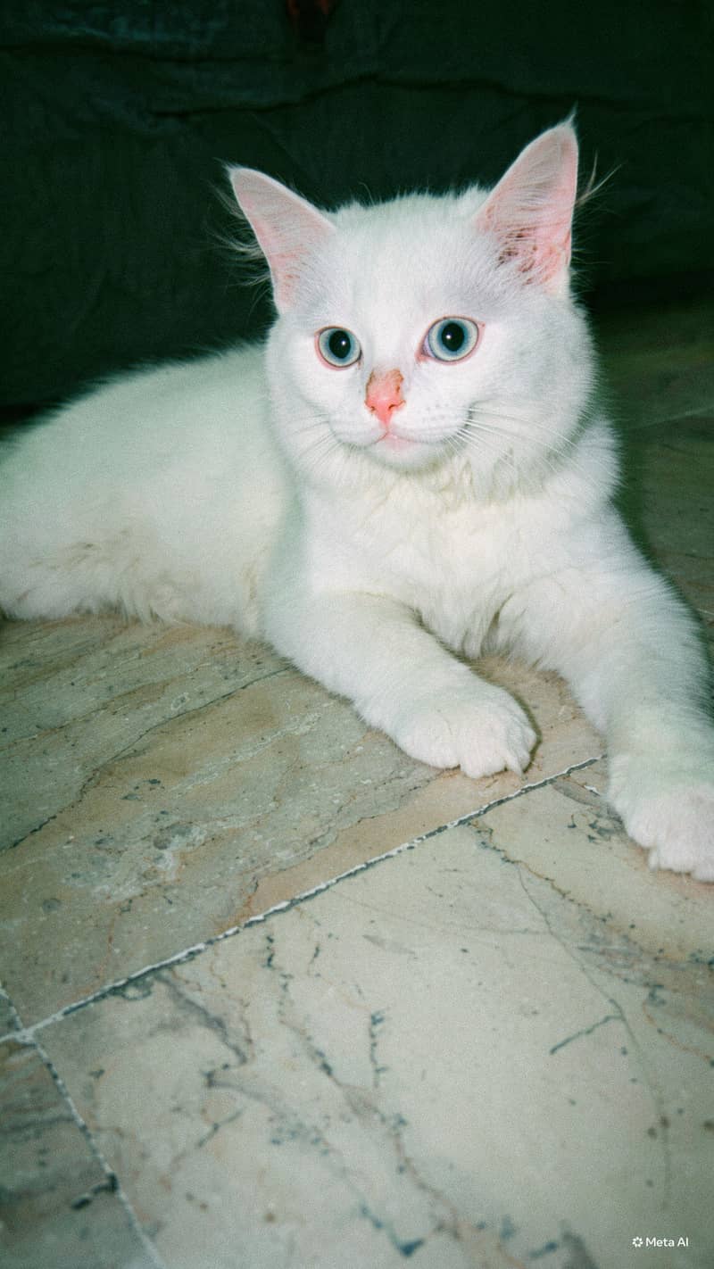 Cat pair 2