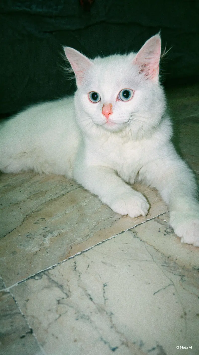 Cat pair — photo 3