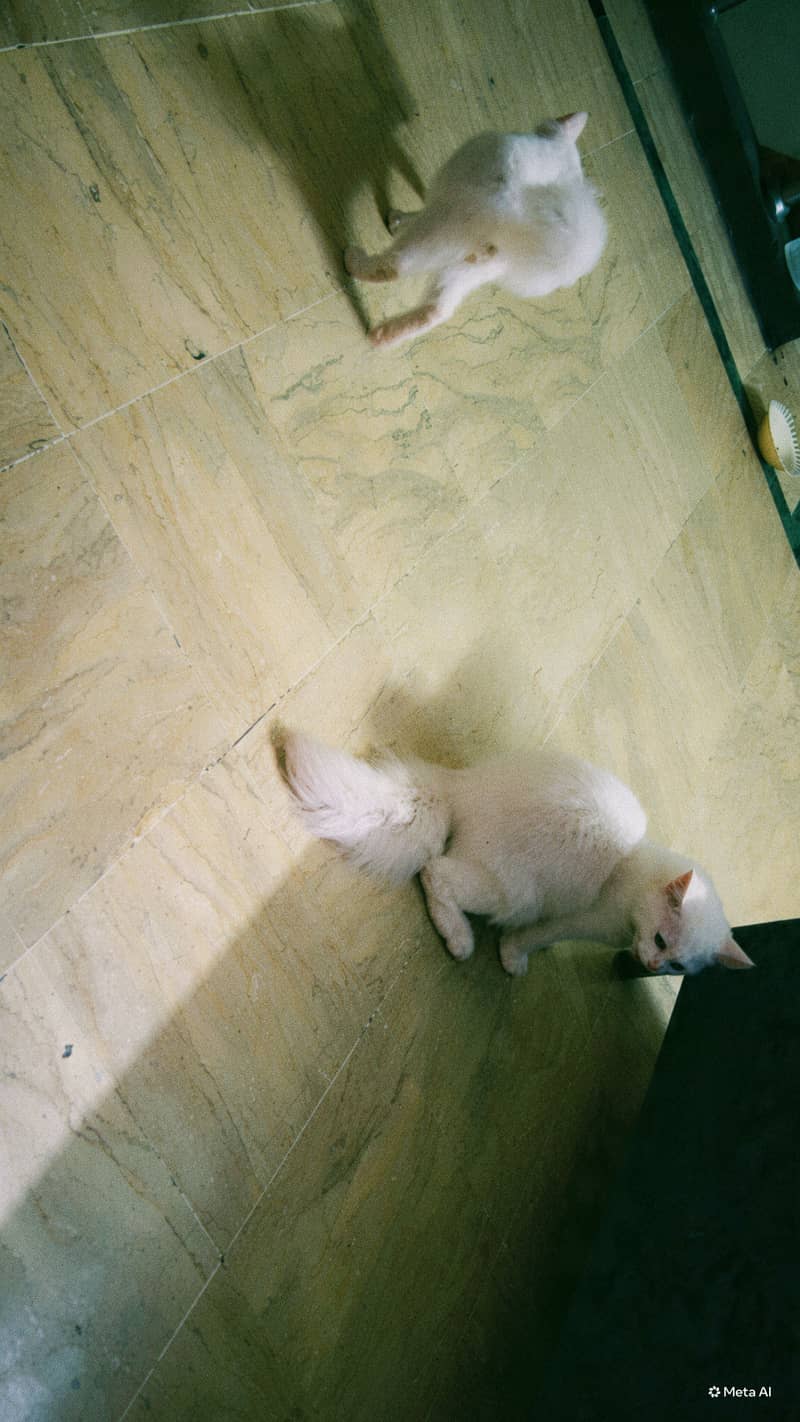 Cat pair 3