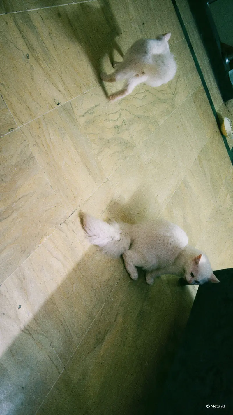 Cat pair — photo 4