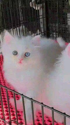 Persian cat for sale male or female 03/24/31/90/409 my WhatsApp number