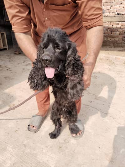 American cocker spaniel Dog balck colour male