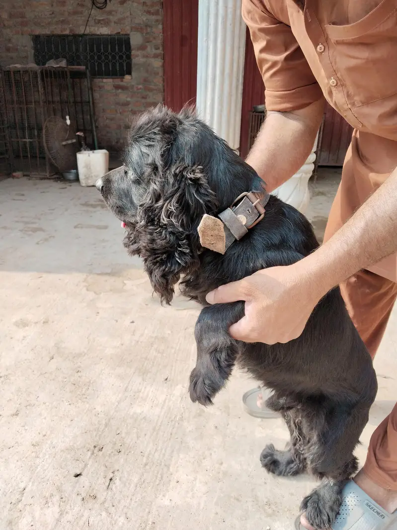 American cocker spaniel Dog balck colour male — photo 2