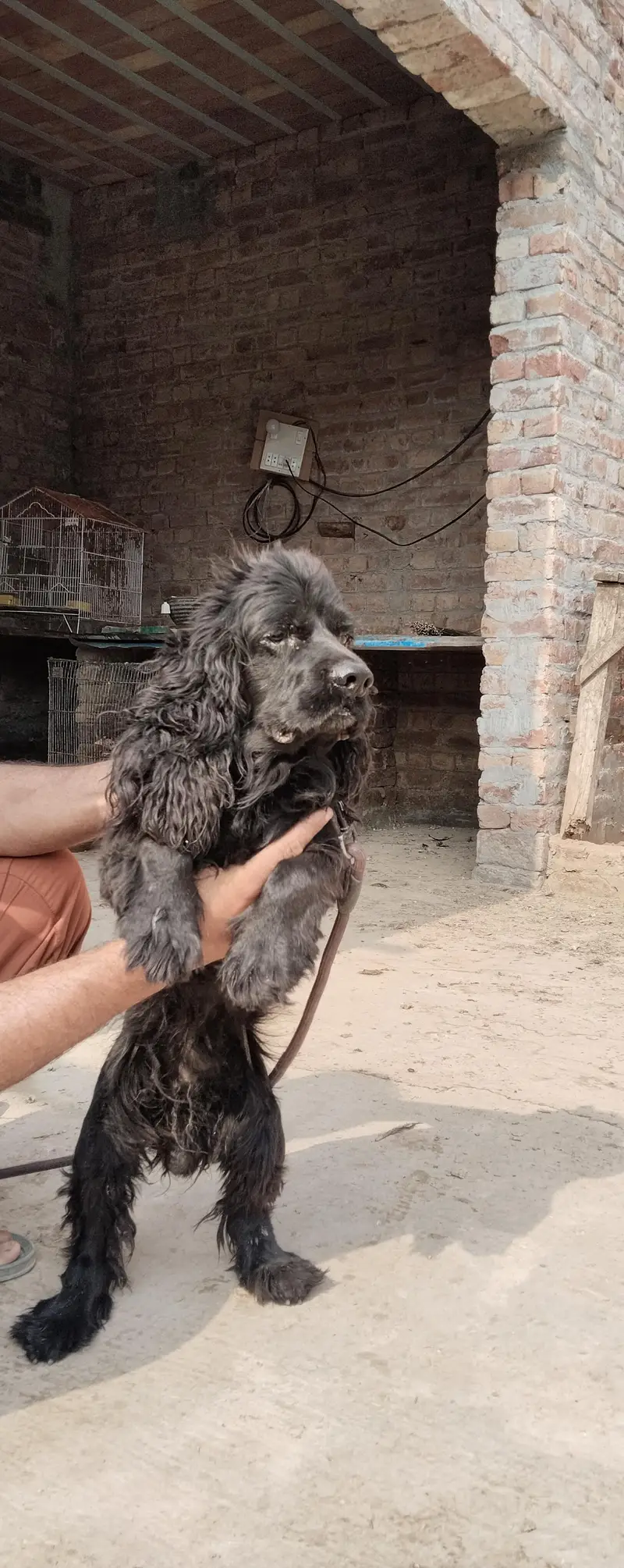 American cocker spaniel Dog balck colour male — photo 3