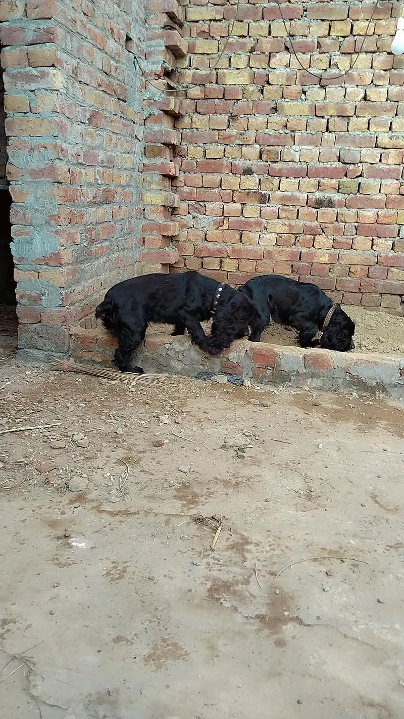 American cocker spaniel Dog balck colour male — photo 4