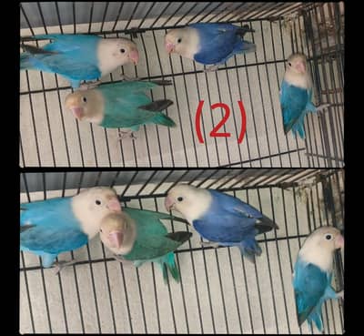 Top quality Breeder Pair of Lovebirds, Paid Dove & Cages