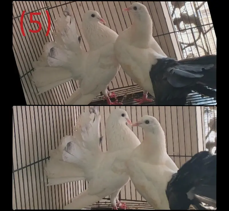 Top quality Breeder Pair of Lovebirds, Paid Dove & Cages — photo 4