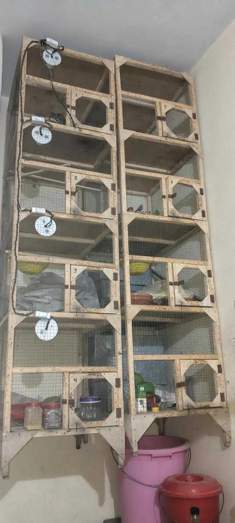 Top quality Breeder Pair of Lovebirds, Paid Dove & Cages — photo 6